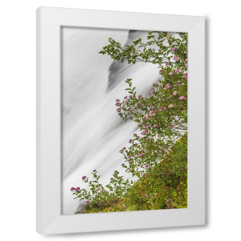 WA, Mount Rainier NP Waterfall in Paradise Creek White Modern Wood Framed Art Print by Paulson, Don