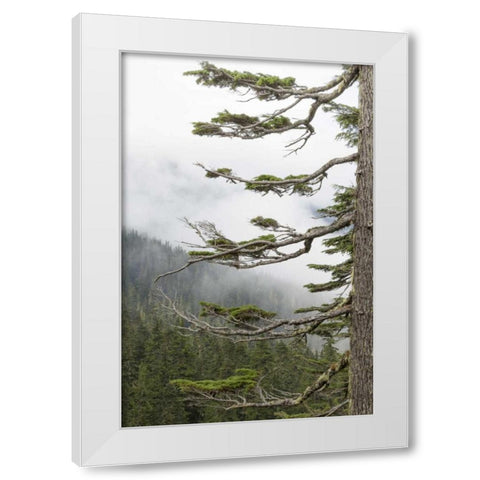 Washington, Mount Rainier NP Evergreens in fog White Modern Wood Framed Art Print by Paulson, Don