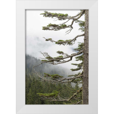 Washington, Mount Rainier NP Evergreens in fog White Modern Wood Framed Art Print by Paulson, Don