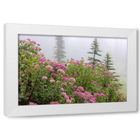 Washington, Mount Rainier NP Wildflowers White Modern Wood Framed Art Print by Paulson, Don