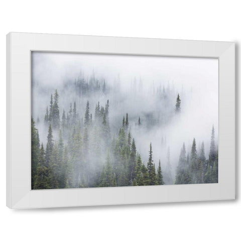 WA, Mount Rainier NP Landscape of fog in forest White Modern Wood Framed Art Print by Paulson, Don