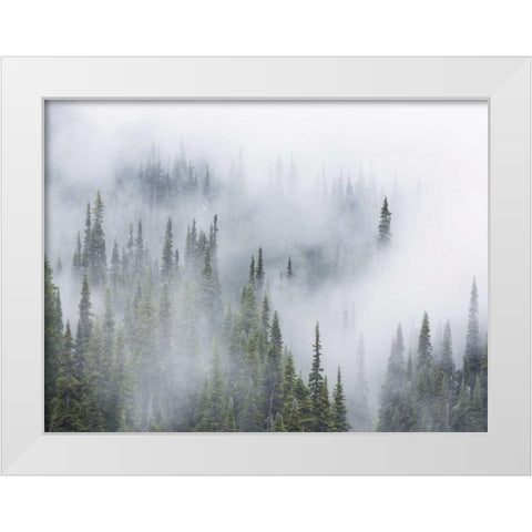 WA, Mount Rainier NP Landscape of fog in forest White Modern Wood Framed Art Print by Paulson, Don
