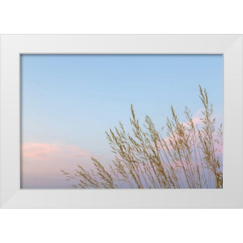 Washington, Seabeck Grasses at sunset White Modern Wood Framed Art Print by Paulson, Don