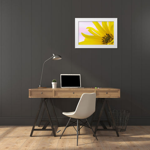 Washington Detail of sunflower blossom White Modern Wood Framed Art Print by Paulson, Don