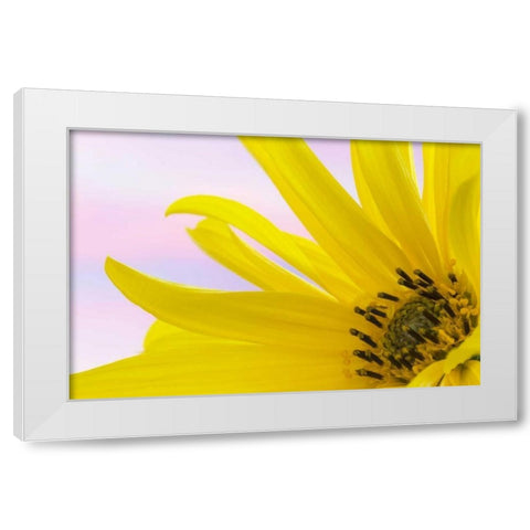 Washington Detail of sunflower blossom White Modern Wood Framed Art Print by Paulson, Don