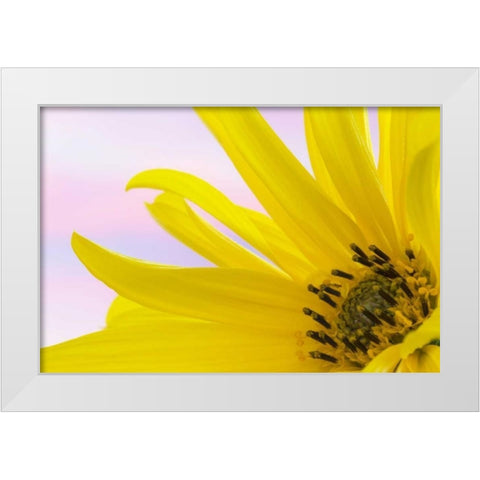 Washington Detail of sunflower blossom White Modern Wood Framed Art Print by Paulson, Don