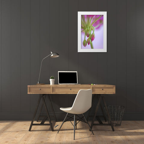 Washington Geranium buds close-up White Modern Wood Framed Art Print by Paulson, Don