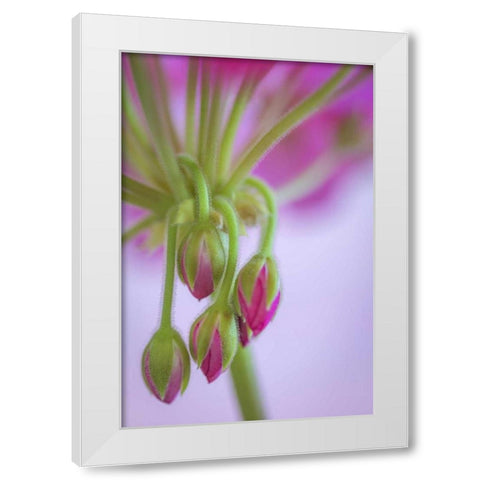 Washington Geranium buds close-up White Modern Wood Framed Art Print by Paulson, Don