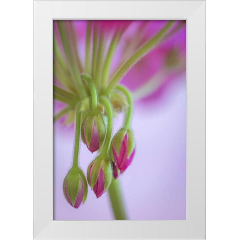 Washington Geranium buds close-up White Modern Wood Framed Art Print by Paulson, Don
