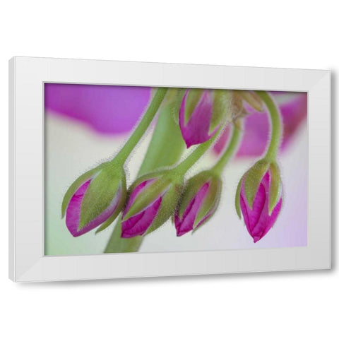 Washington Geranium buds close-up White Modern Wood Framed Art Print by Paulson, Don
