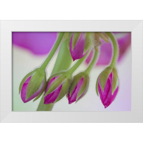 Washington Geranium buds close-up White Modern Wood Framed Art Print by Paulson, Don