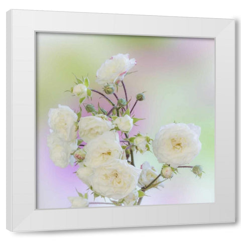 Washington Close-up of peace roses White Modern Wood Framed Art Print by Paulson, Don