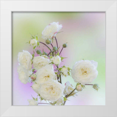 Washington Close-up of peace roses White Modern Wood Framed Art Print by Paulson, Don