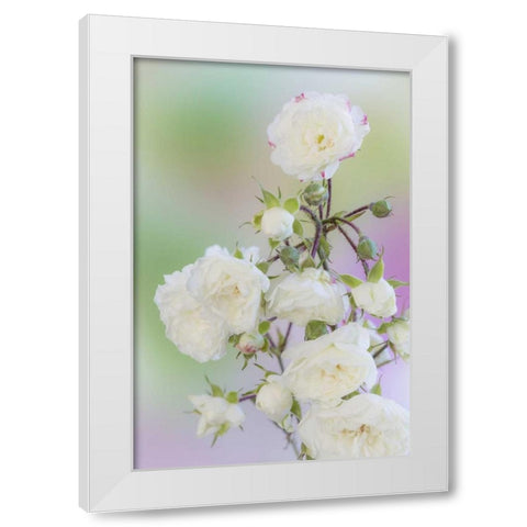 Washington Close-up of peace roses White Modern Wood Framed Art Print by Paulson, Don