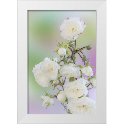 Washington Close-up of peace roses White Modern Wood Framed Art Print by Paulson, Don