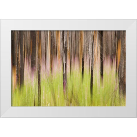 Canada, BC, Motion blur of grass and trees White Modern Wood Framed Art Print by Paulson, Don