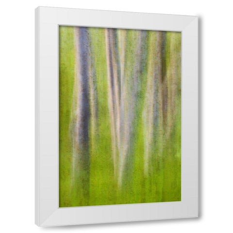 USA, Washington State Alder tree abstract White Modern Wood Framed Art Print by Paulson, Don