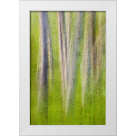 USA, Washington State Alder tree abstract White Modern Wood Framed Art Print by Paulson, Don