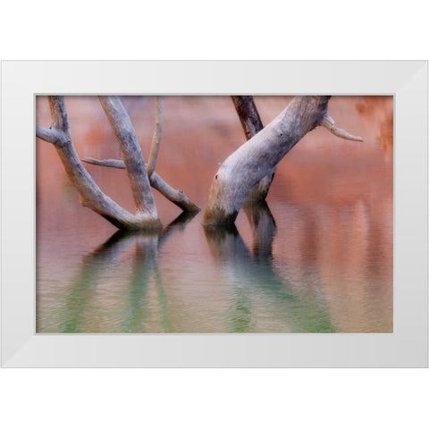 Utah, Glen Canyon Dead cottonwood trunks in lake White Modern Wood Framed Art Print by Paulson, Don