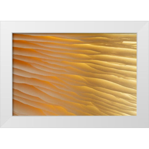 Washington , Seabeck Abstract of mushroom plant White Modern Wood Framed Art Print by Paulson, Don