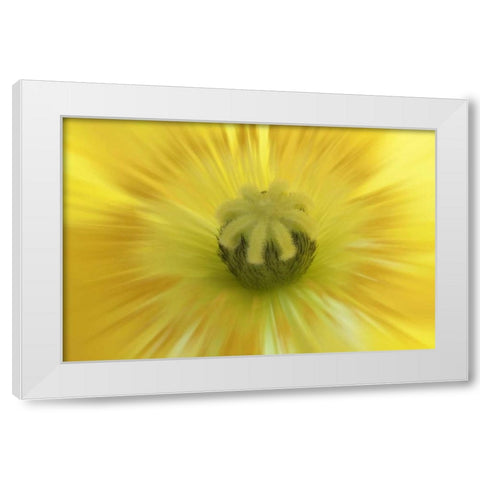 Washington, Seabeck Abstract inside poppy flower White Modern Wood Framed Art Print by Paulson, Don