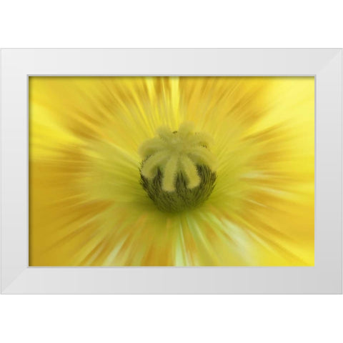 Washington, Seabeck Abstract inside poppy flower White Modern Wood Framed Art Print by Paulson, Don