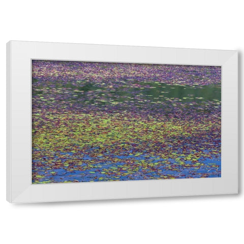 OR, Tahkenitch Lake Abstract of duck weed White Modern Wood Framed Art Print by Paulson, Don