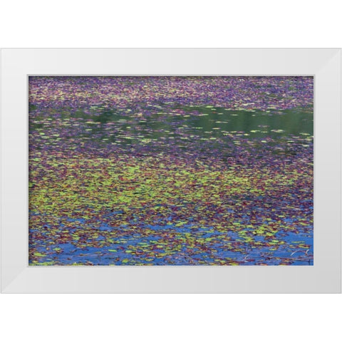 OR, Tahkenitch Lake Abstract of duck weed White Modern Wood Framed Art Print by Paulson, Don