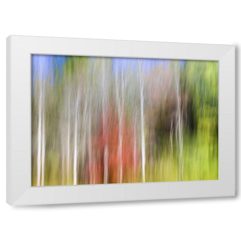 TN, Cherokee NF Abstract tree reflects in a pond White Modern Wood Framed Art Print by Paulson, Don