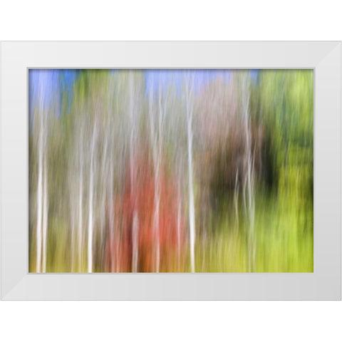 TN, Cherokee NF Abstract tree reflects in a pond White Modern Wood Framed Art Print by Paulson, Don