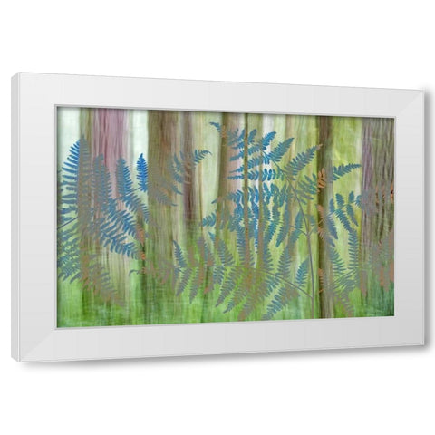 WA, Seabeck Collage of bracken ferns and forest White Modern Wood Framed Art Print by Paulson, Don