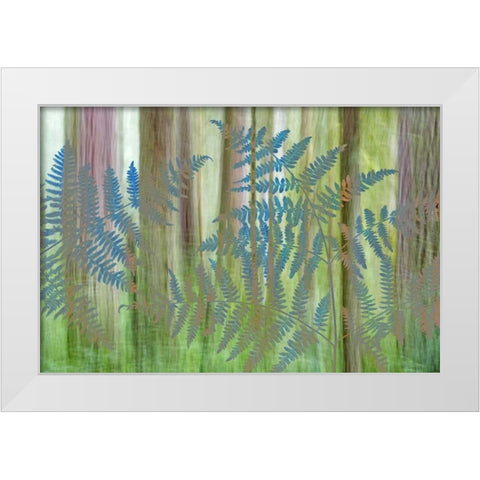 WA, Seabeck Collage of bracken ferns and forest White Modern Wood Framed Art Print by Paulson, Don
