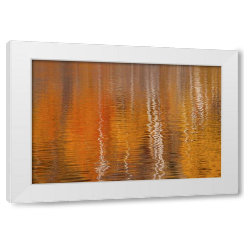 WA, Winthrop Autumn reflections on Beaver Pond White Modern Wood Framed Art Print by Paulson, Don