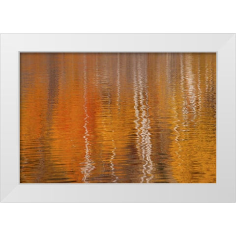 WA, Winthrop Autumn reflections on Beaver Pond White Modern Wood Framed Art Print by Paulson, Don