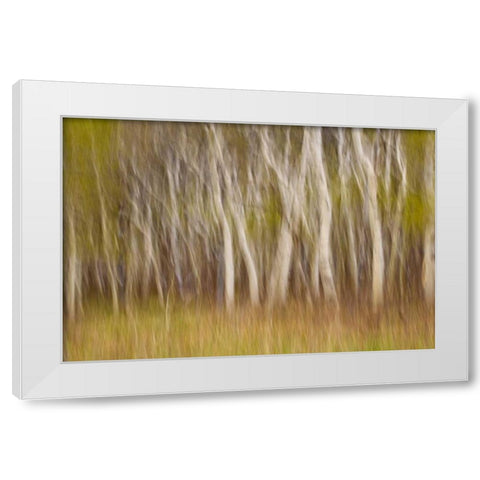 USA, Montana Aspen forest abstract White Modern Wood Framed Art Print by Paulson, Don