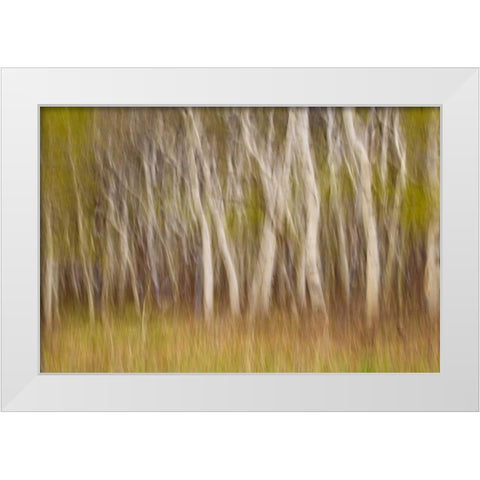 USA, Montana Aspen forest abstract White Modern Wood Framed Art Print by Paulson, Don