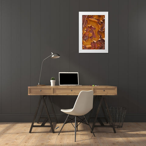 Washington Detail of Pacific madrona tree bark White Modern Wood Framed Art Print by Paulson, Don