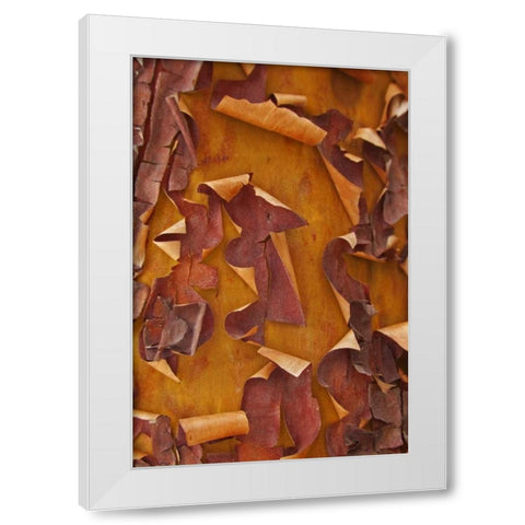 Washington Detail of Pacific madrona tree bark White Modern Wood Framed Art Print by Paulson, Don