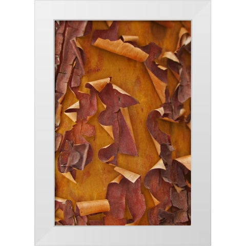 Washington Detail of Pacific madrona tree bark White Modern Wood Framed Art Print by Paulson, Don