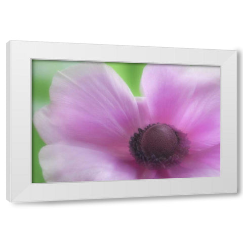 Washington, Seabeck Garden Flower Anemone White Modern Wood Framed Art Print by Paulson, Don