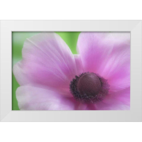 Washington, Seabeck Garden Flower Anemone White Modern Wood Framed Art Print by Paulson, Don