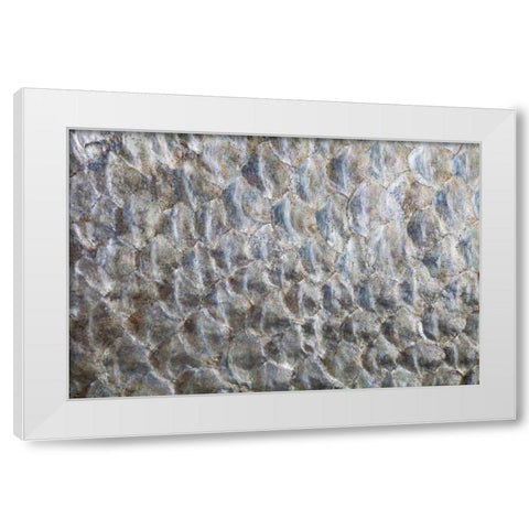 USA, Washington Detail abstract of fish scales White Modern Wood Framed Art Print by Paulson, Don