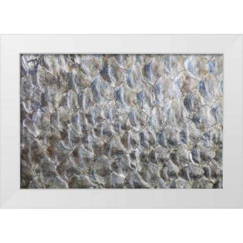 USA, Washington Detail abstract of fish scales White Modern Wood Framed Art Print by Paulson, Don