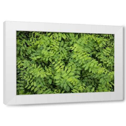 Washington State, San Juan Islands Foliage White Modern Wood Framed Art Print by Paulson, Don