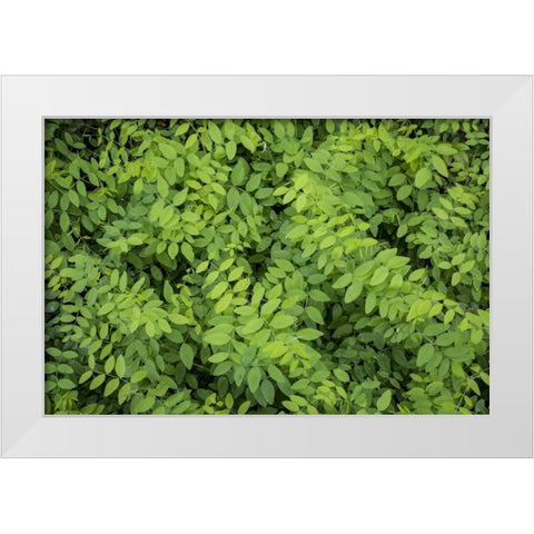 Washington State, San Juan Islands Foliage White Modern Wood Framed Art Print by Paulson, Don