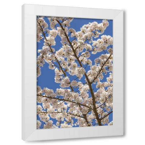 Washington, Seabeck Cherry tree blossoms White Modern Wood Framed Art Print by Paulson, Don