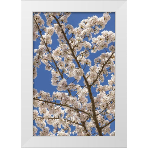 Washington, Seabeck Cherry tree blossoms White Modern Wood Framed Art Print by Paulson, Don