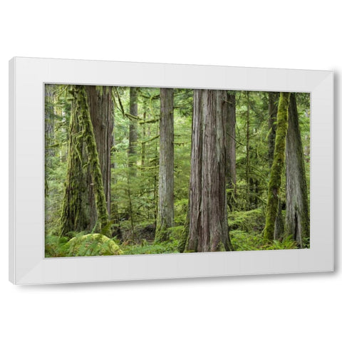 Washington, Olympic NP Barnes Creek Trail forest White Modern Wood Framed Art Print by Paulson, Don