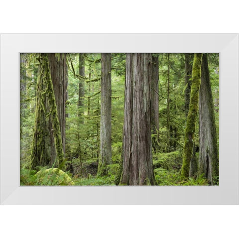 Washington, Olympic NP Barnes Creek Trail forest White Modern Wood Framed Art Print by Paulson, Don