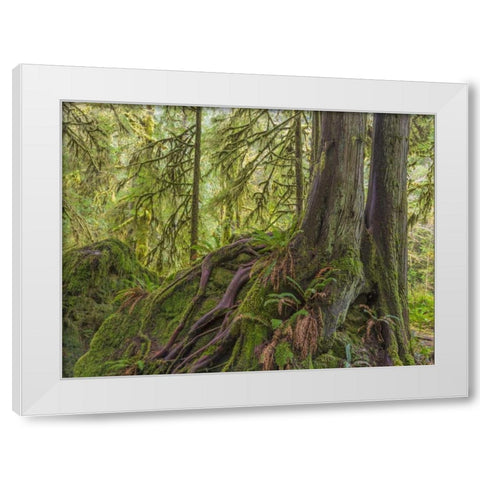 WA, Olympic NP Western red cedar on boulder White Modern Wood Framed Art Print by Paulson, Don